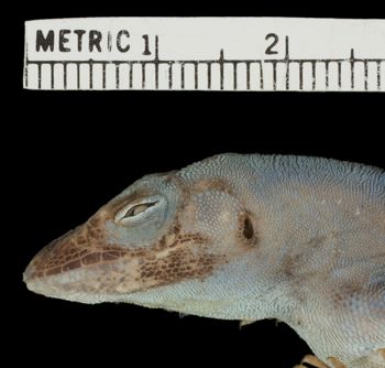 Media type: image;   Herpetology R-70813 Aspect: head lateral